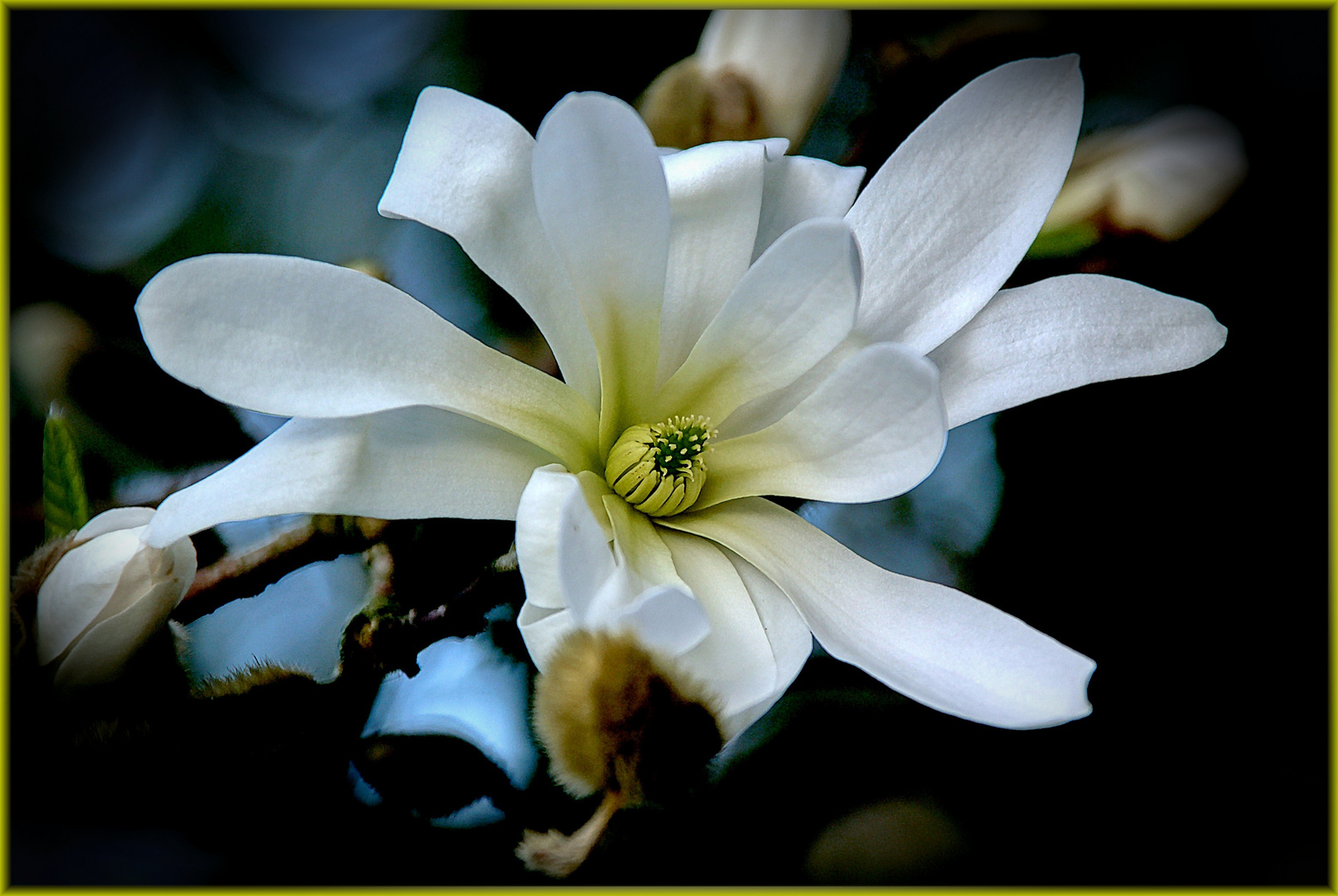 Blüte der Sternmagnolie