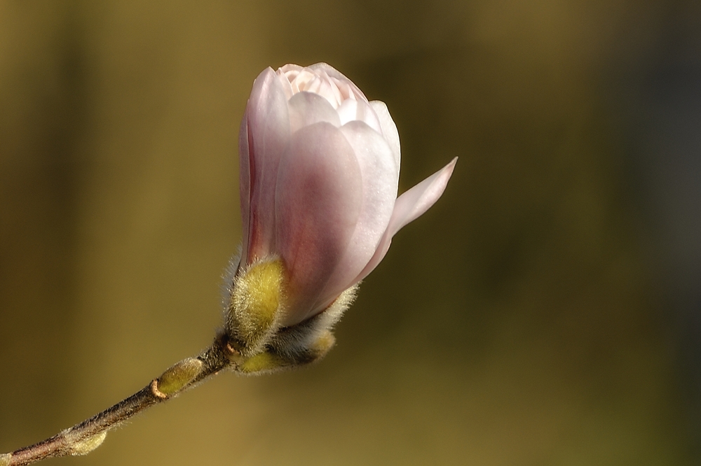 Blüte der Sternmagnolie