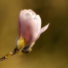 Blüte der Sternmagnolie