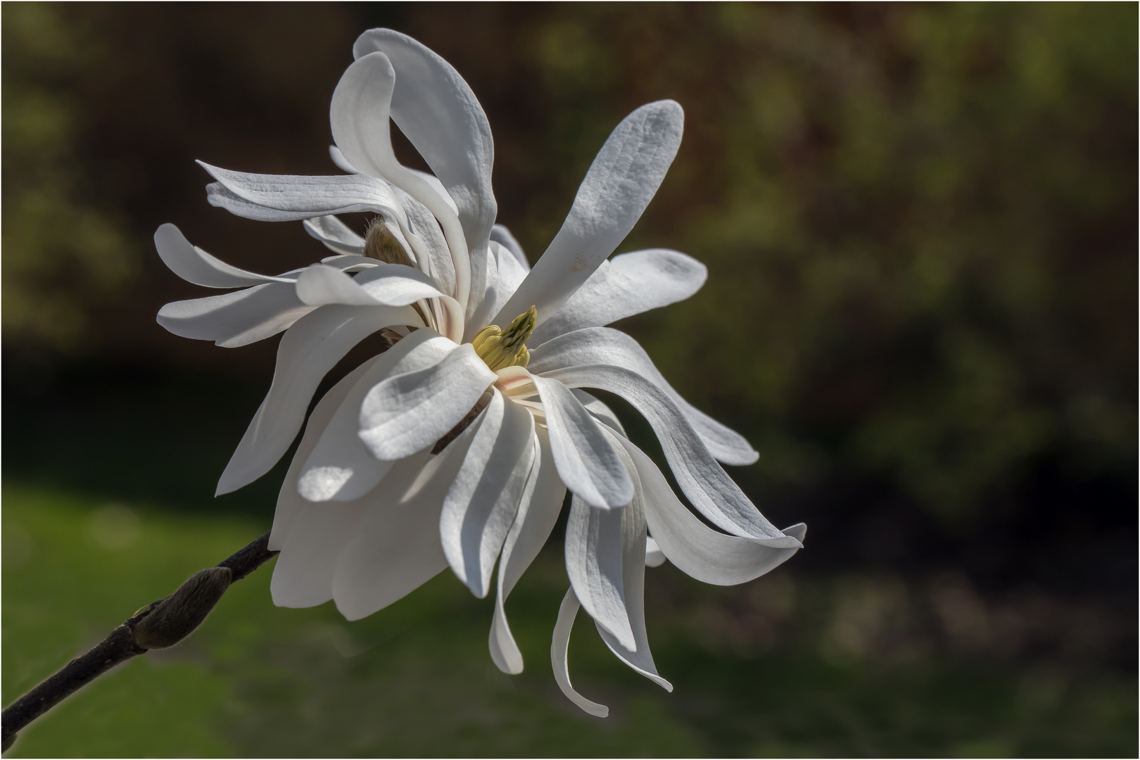 Blüte der Sternmagnolie - Magnolia stellata