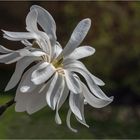 Blüte der Sternmagnolie - Magnolia stellata