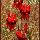 Blüte der Sturt`s desert pea