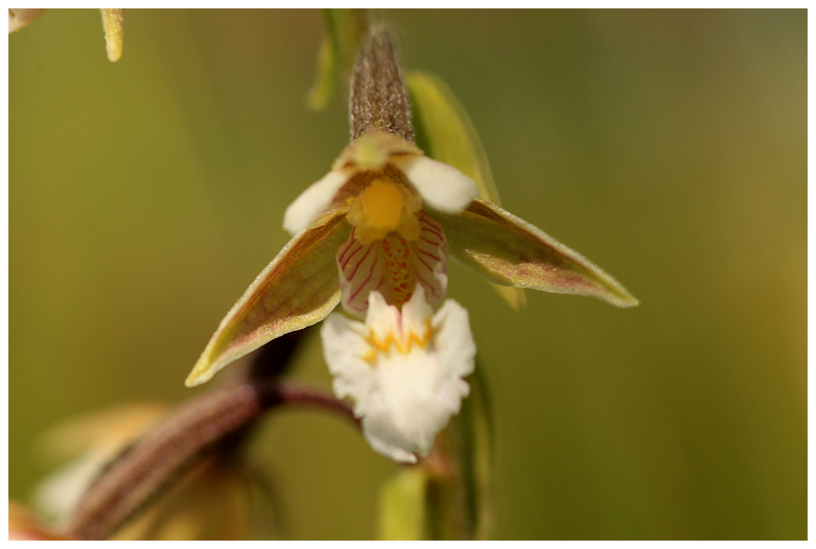 Blüte der Sumpf-Stendelwurz