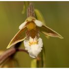 Blüte der Sumpf-Stendelwurz