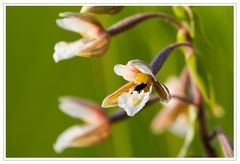 Blüte der Sumpfstendelwurz