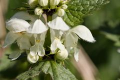 Blüte der Taubnessel