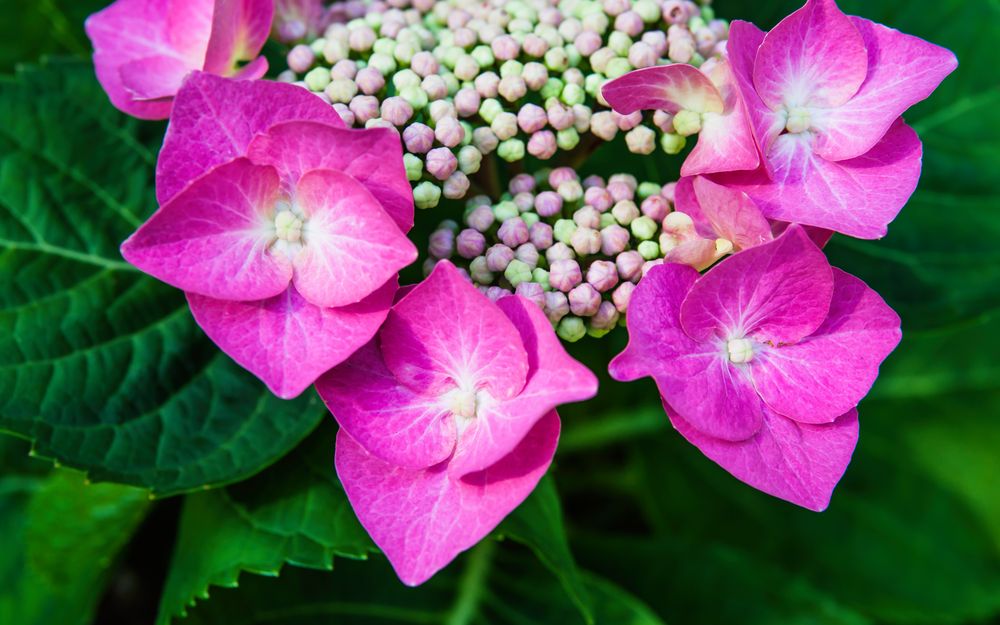 Blüte der Tellerhortensie - II