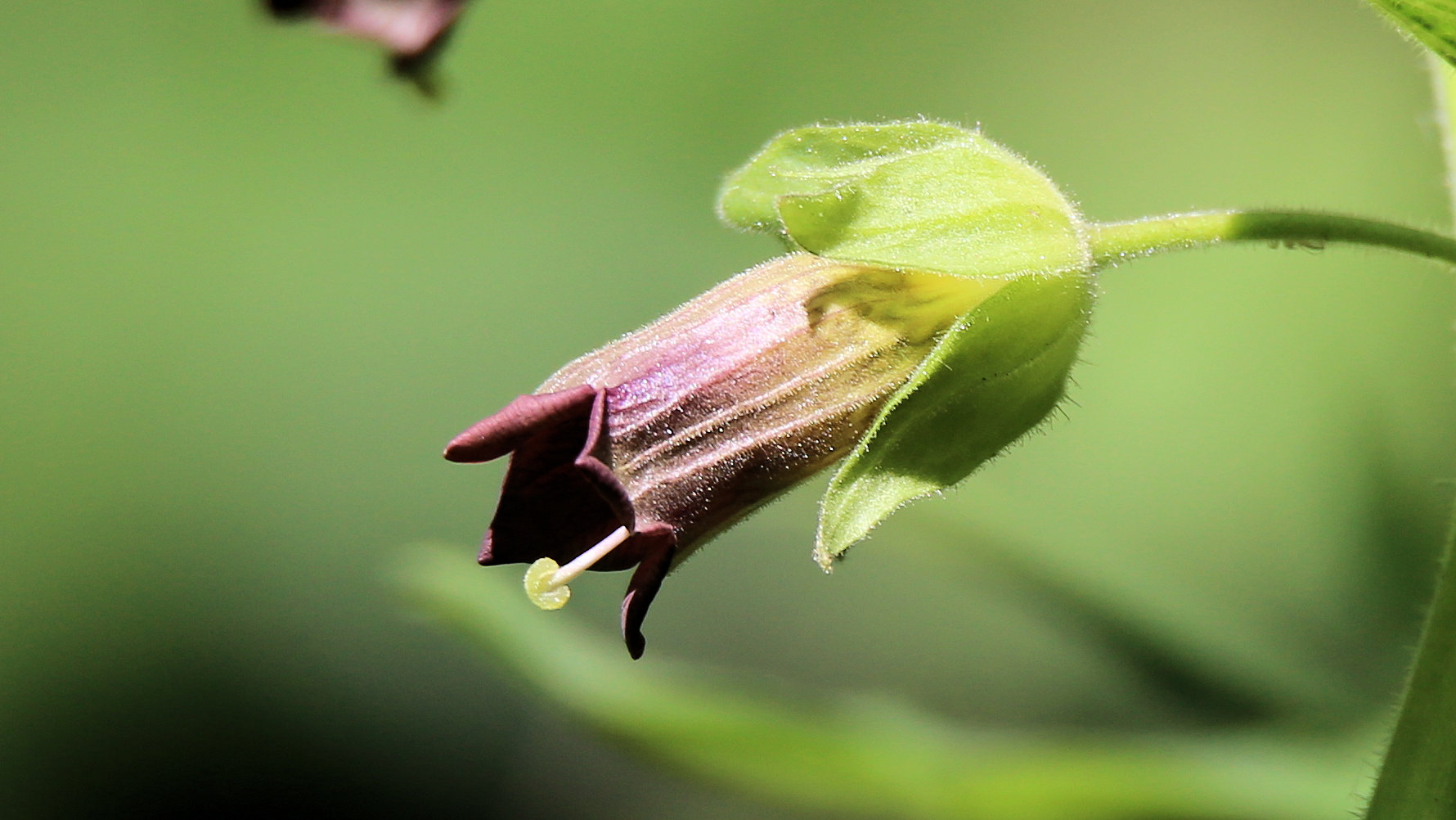 Blüte der Tollkirsche...