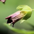 Blüte der Tollkirsche...