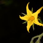 Blüte der Tomate