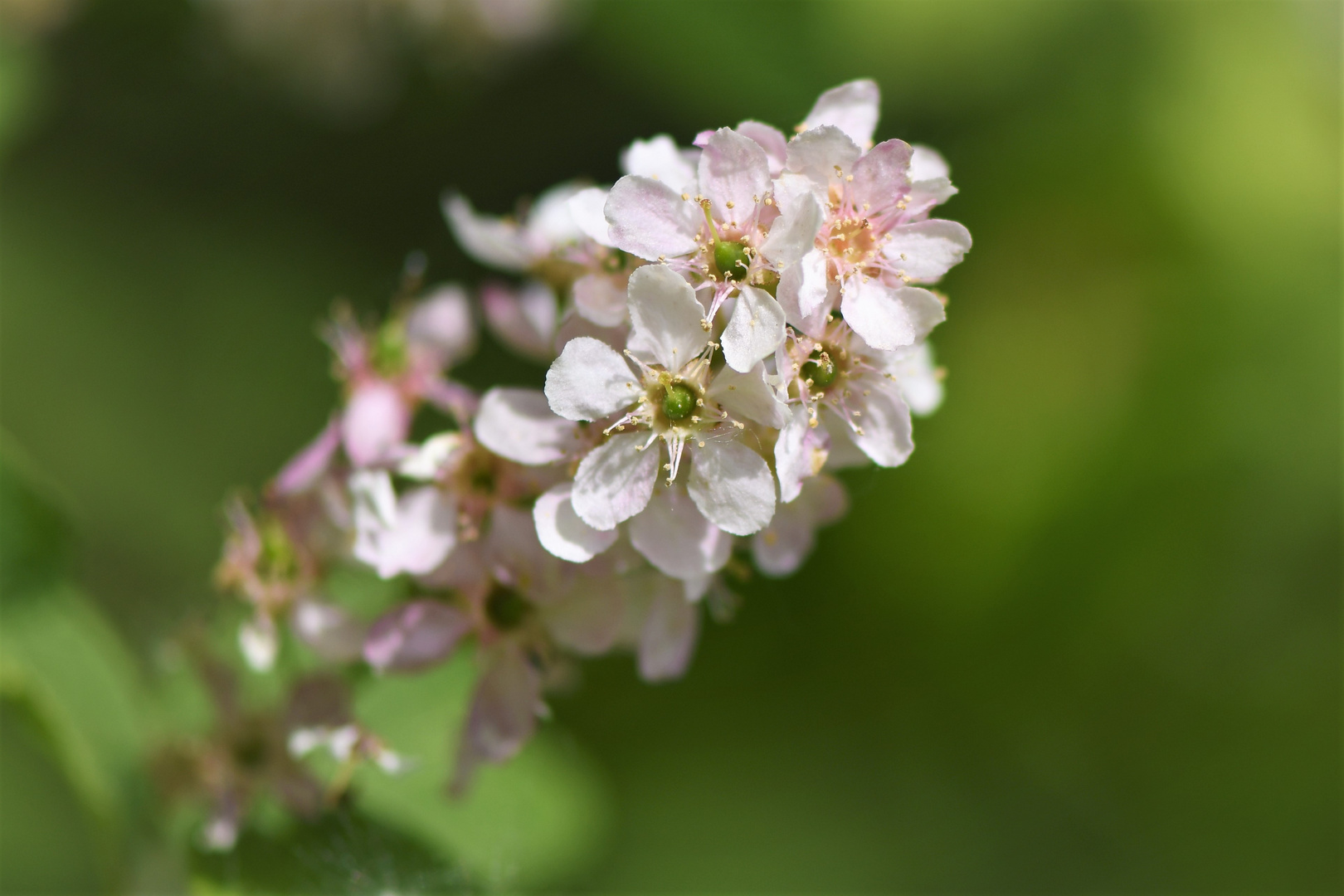 Blüte der Traubenkirsche