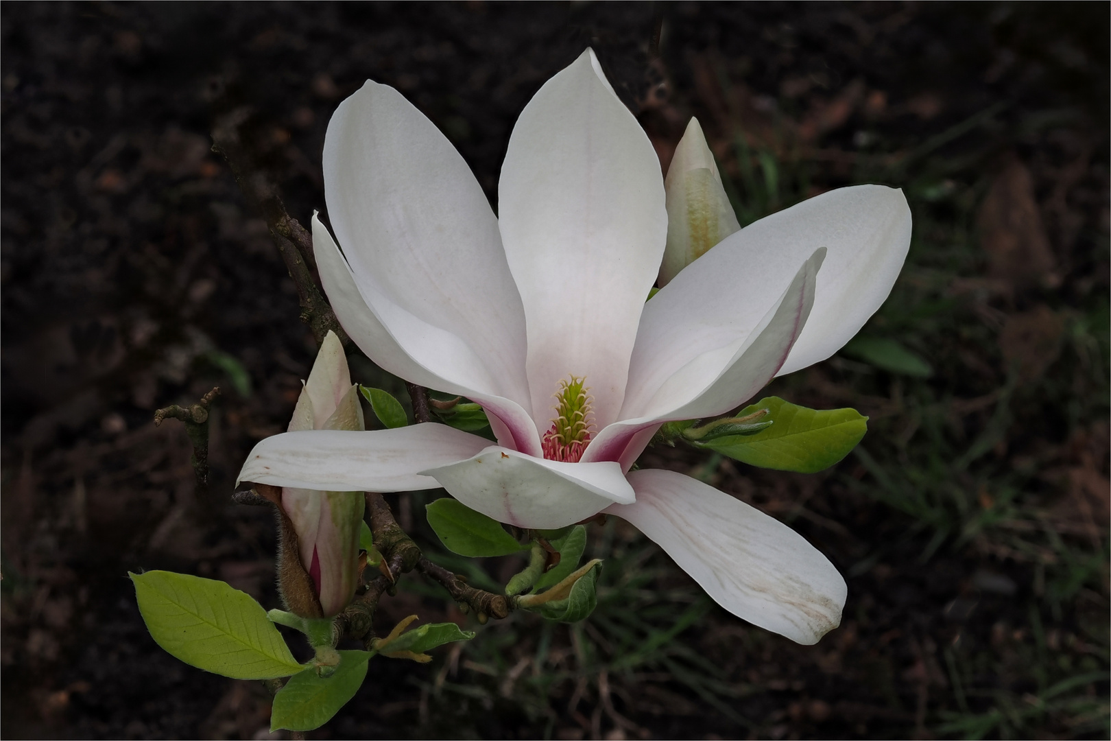 Blüte der Tulpenmagnolie  .....