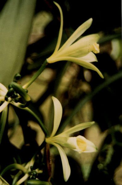 Blüte der Vanille Foto &amp; Bild | pflanzen, pilze &amp; flechten, blüten ...