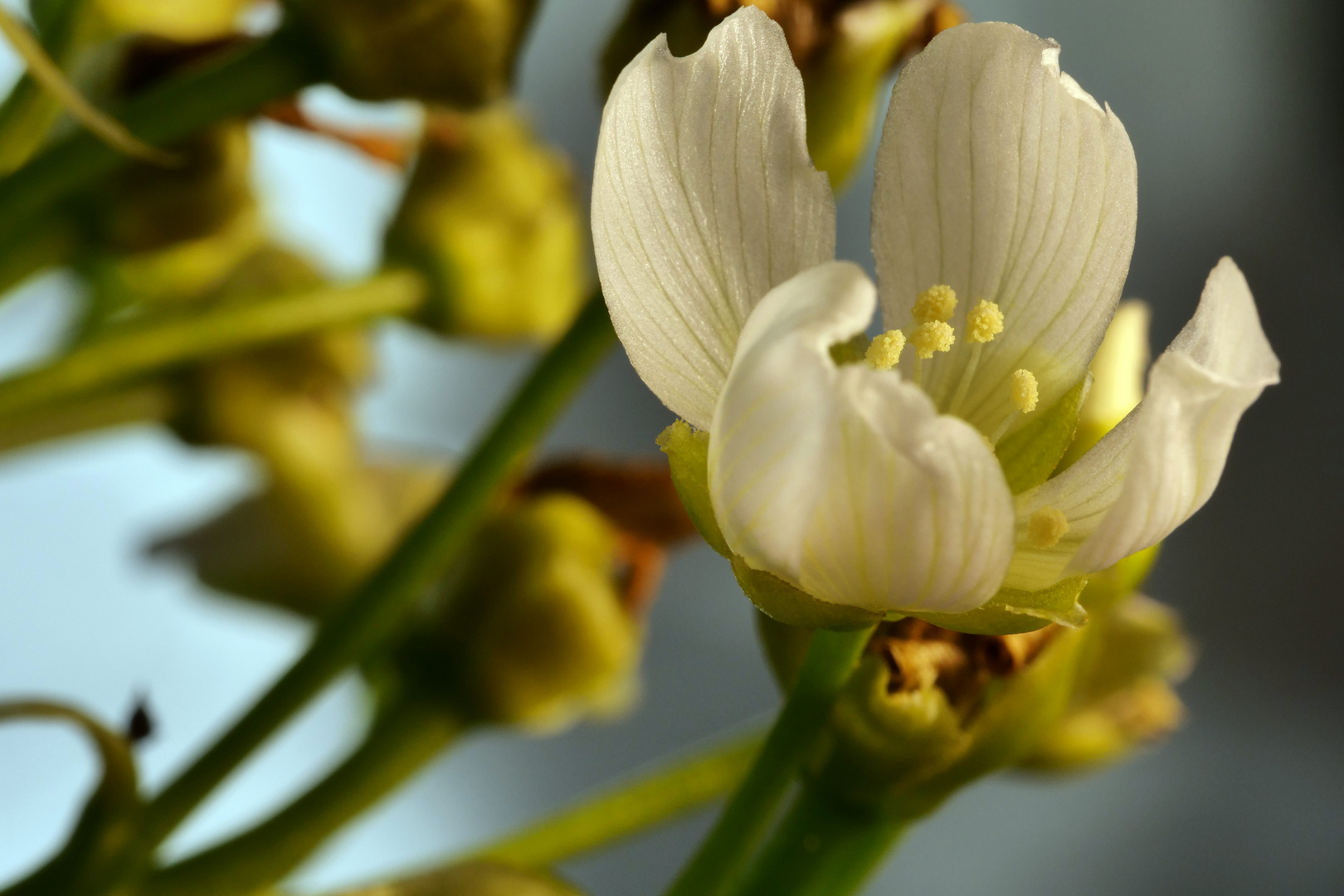 Blüte der Venus-Fliegenfalle