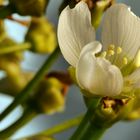 Blüte der Venus-Fliegenfalle