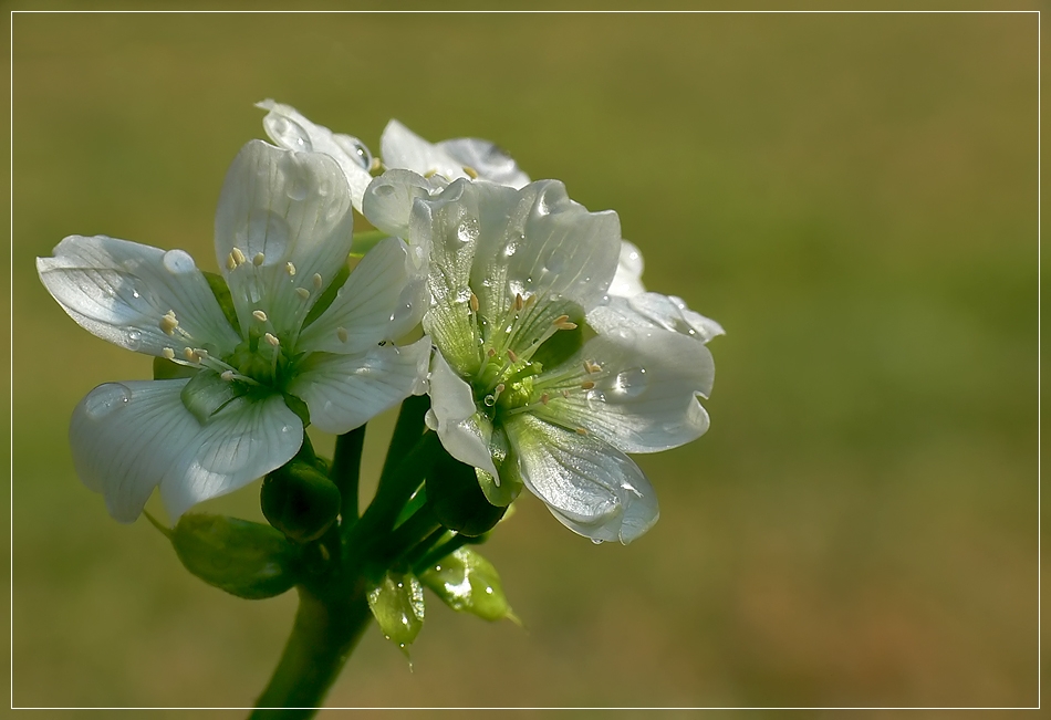 Blüte der Venusfalle 1