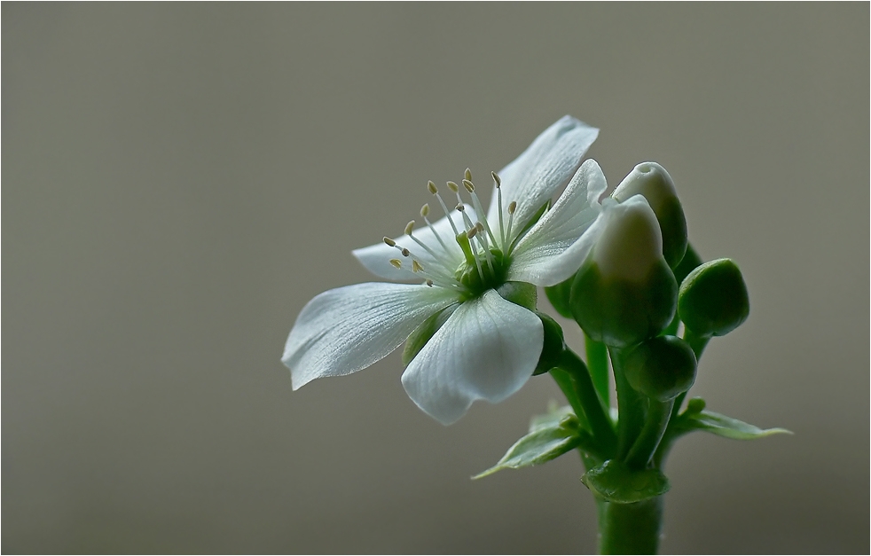 Blüte der Venusfalle