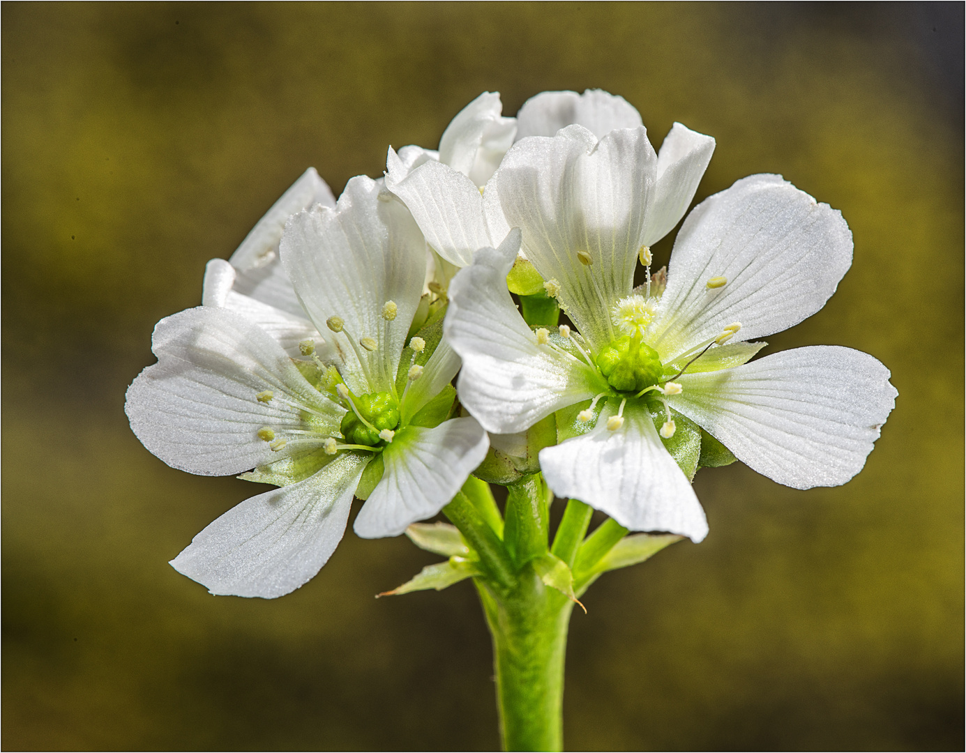 Blüte der Venusfliegenfalle