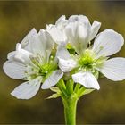 Blüte der Venusfliegenfalle