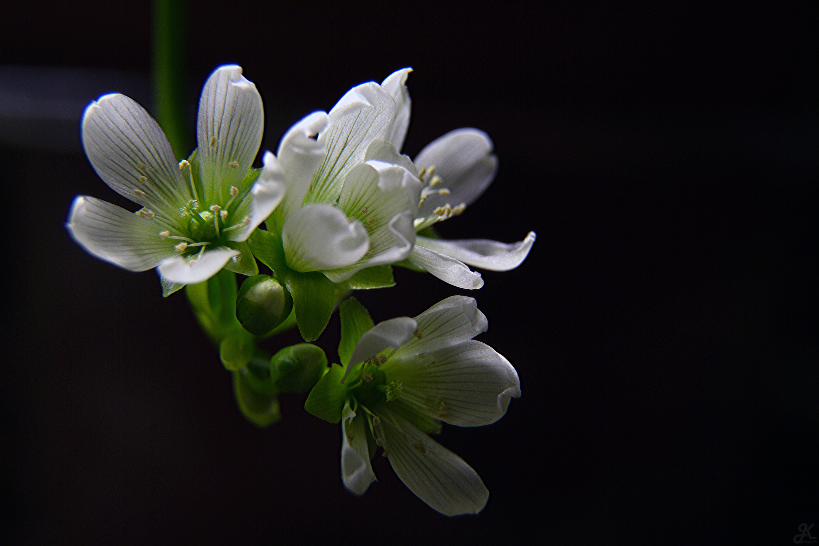 Blüte der Venusfliegenfalle (Dionaea muscipula)