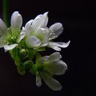 Blüte der Venusfliegenfalle (Dionaea muscipula)