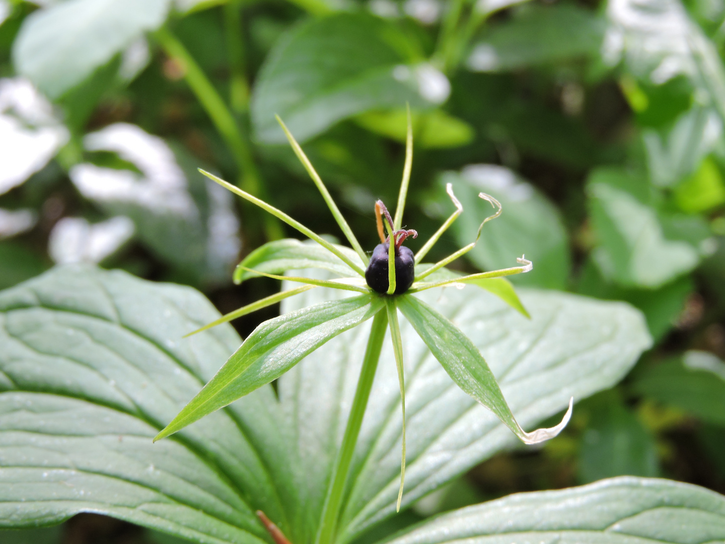 Blüte der vierblättrigen Einbeere (Paris quadrifolia)