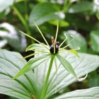 Blüte der vierblättrigen Einbeere (Paris quadrifolia)