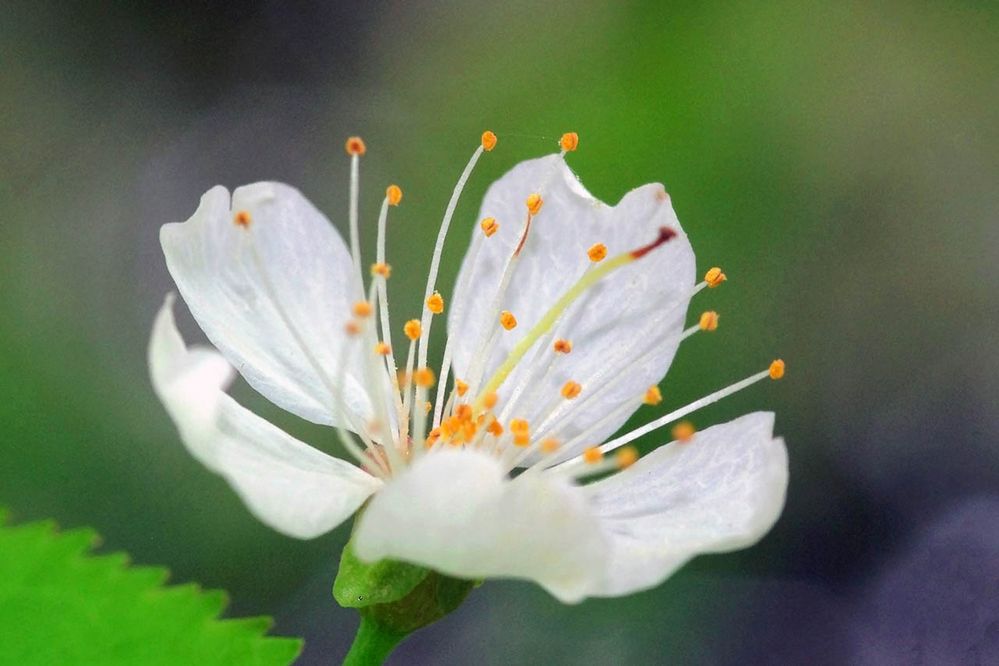 Blüte der Vogel-Kirsche