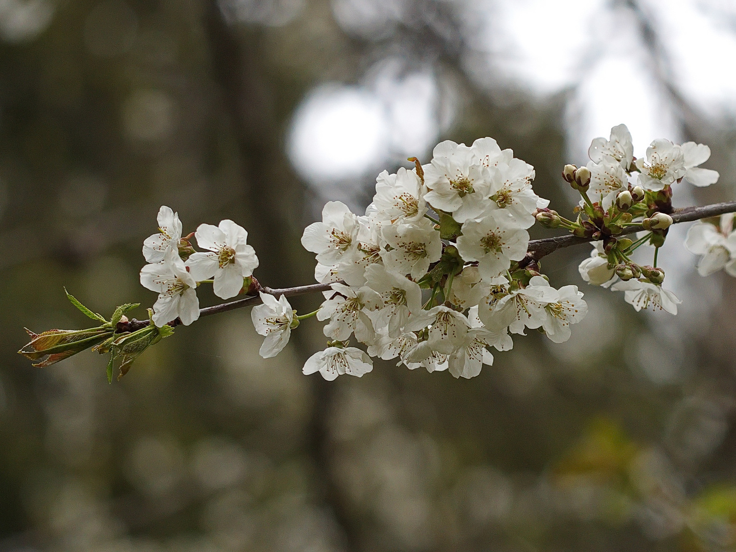 " Blüte der Vogelbeere "