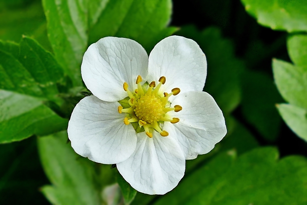 Blüte der Walderdbeere