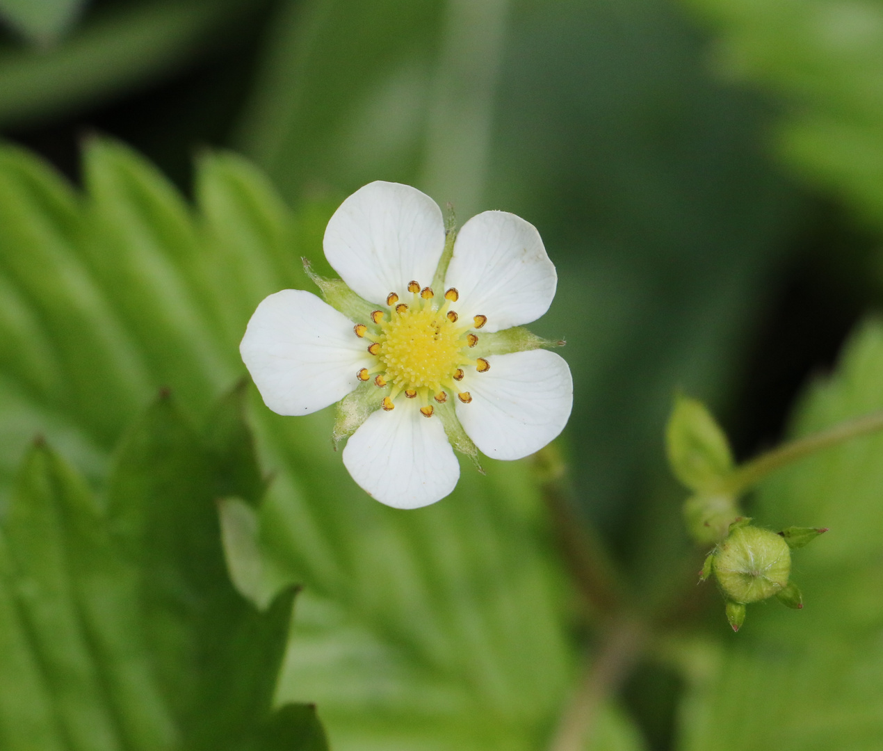 Blüte der Walderdbeere