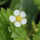 Blüte der Walderdbeere