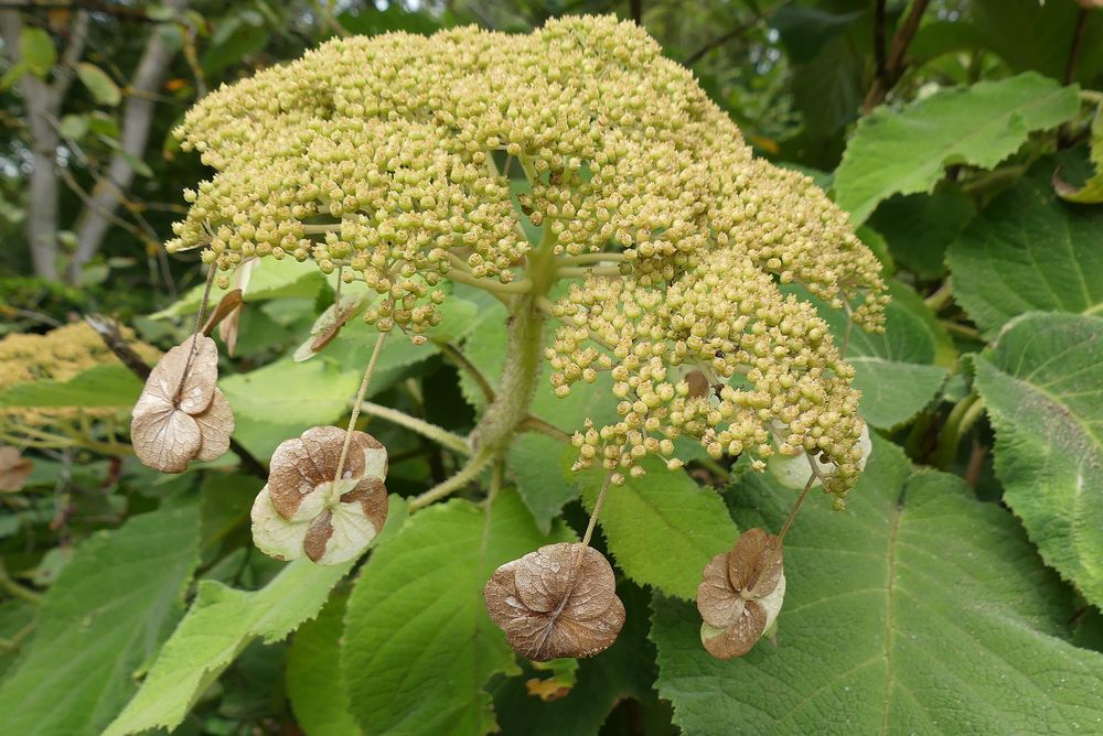 Blüte der Waldhortensie ...