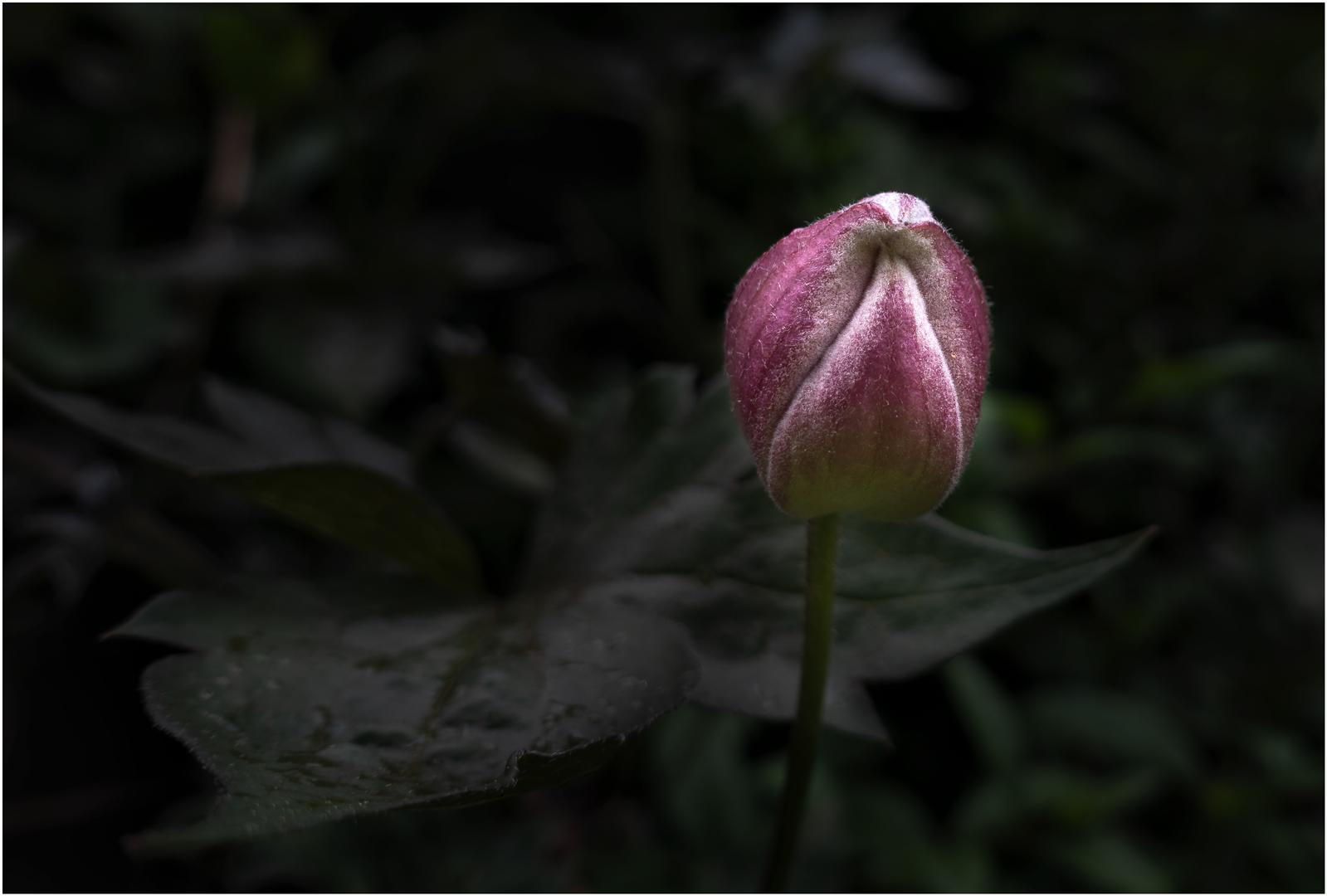 Blüte der Waldrebe, offensichtlich leicht mürrisch gestimmt... Die Eisheiligen stehen halt bevor...