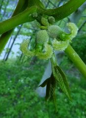 Blüte der Walnuß