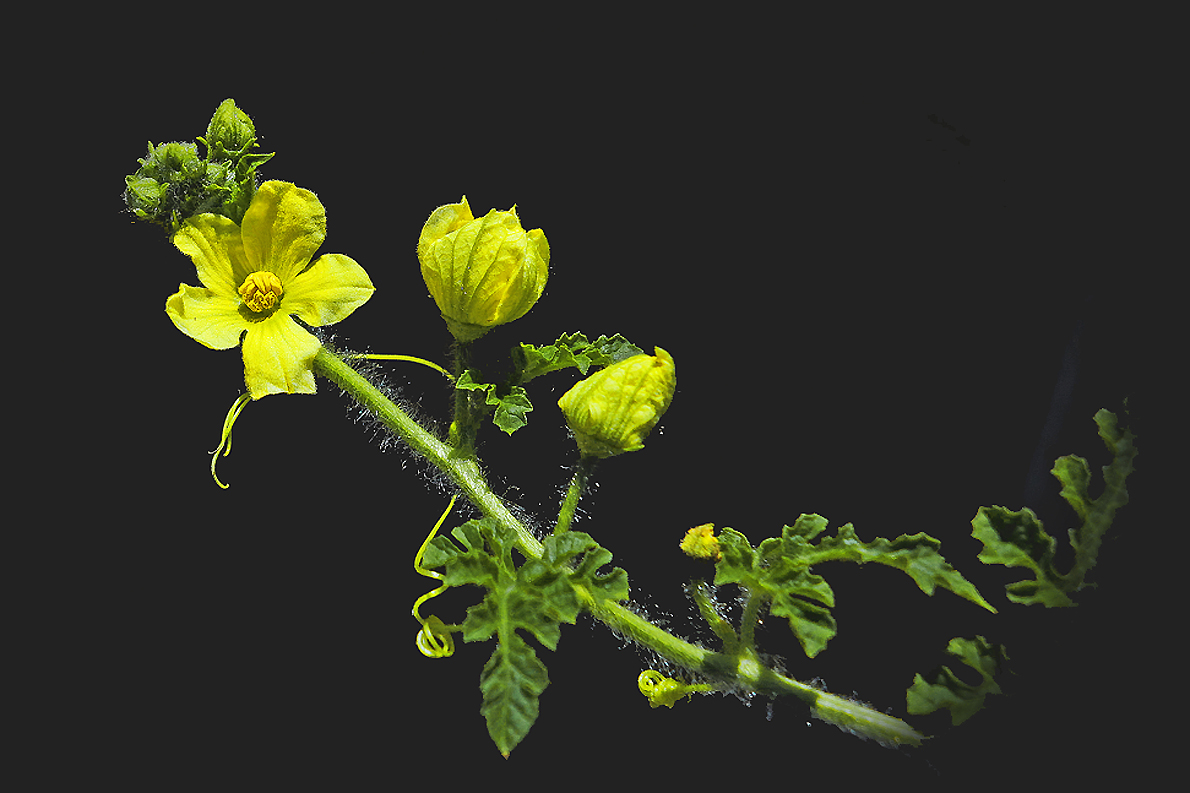 Blüte der Wassermelone / Fior d'anguria (1)