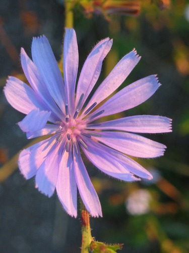 Blüte der Wegwarte bei Sonnenaufgang