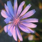 Blüte der Wegwarte bei Sonnenaufgang