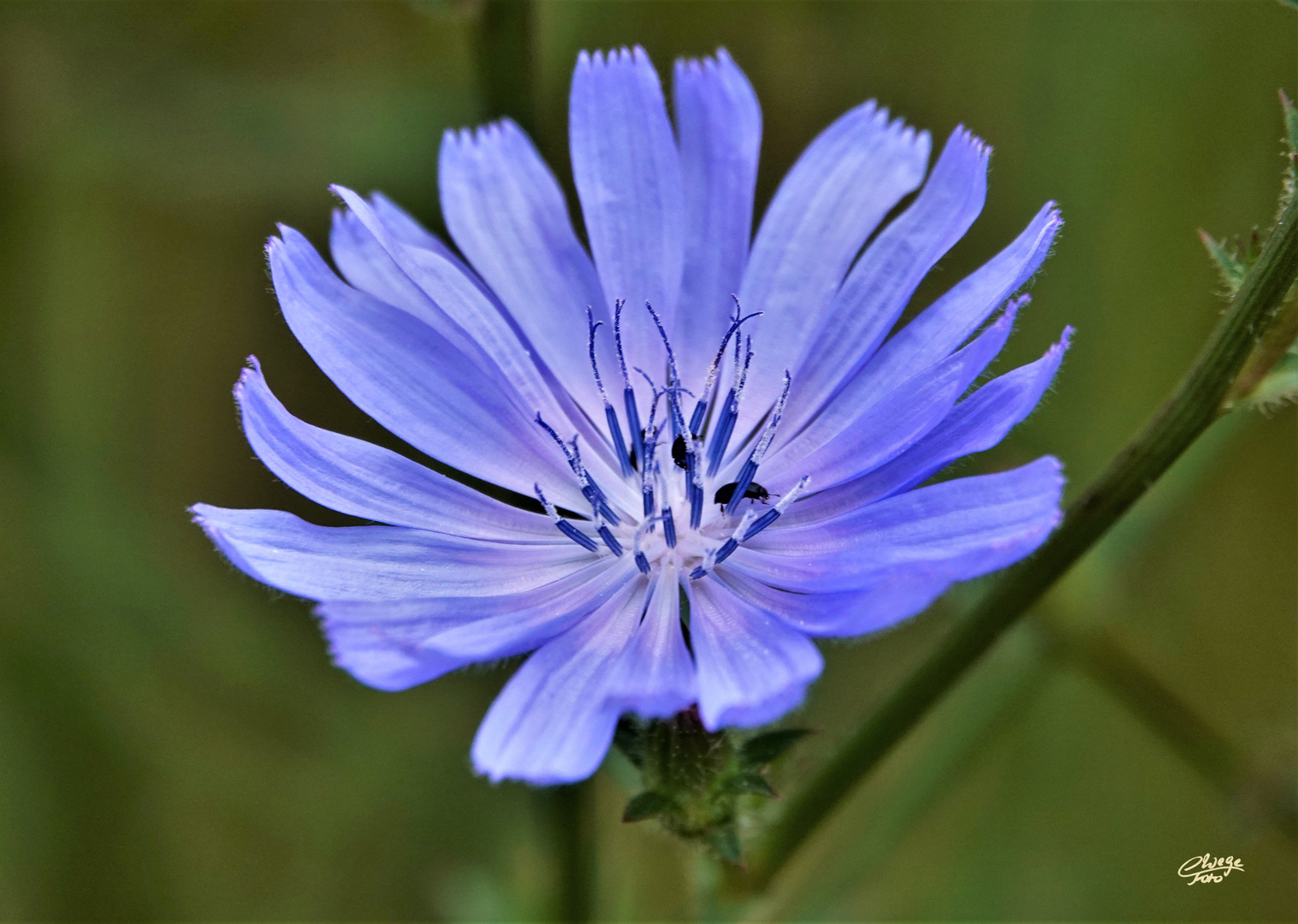 Blüte der Wegwarte