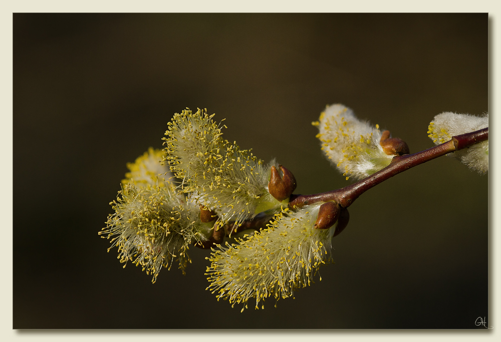 Blüte der Weide