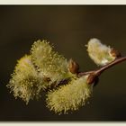 Blüte der Weide