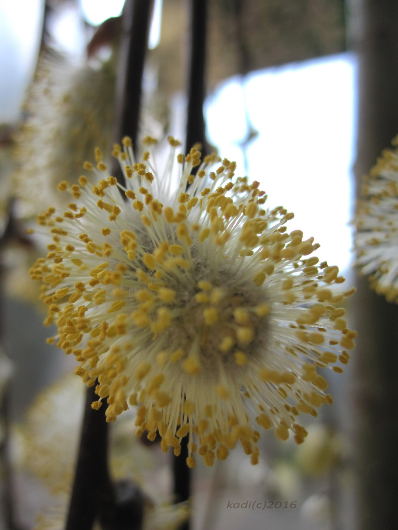 Blüte der Weide - sog. Weidenkätzchen