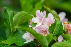 Blüte der Weigelie