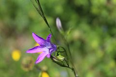 Blüte der Wiesen-Glockenblume