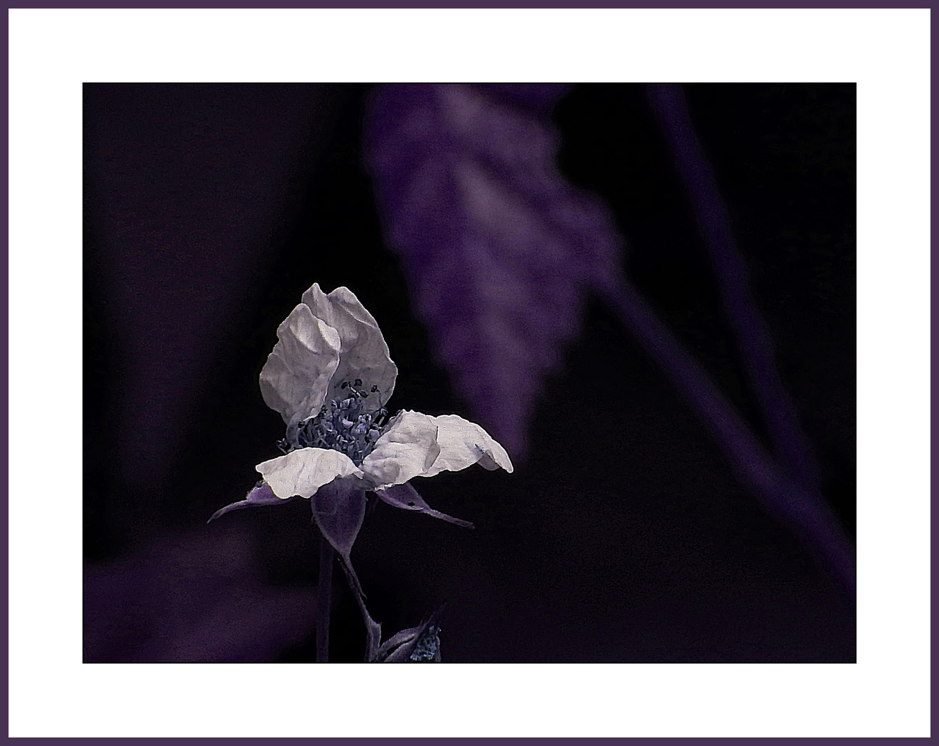 Blüte der wilden Brombeere