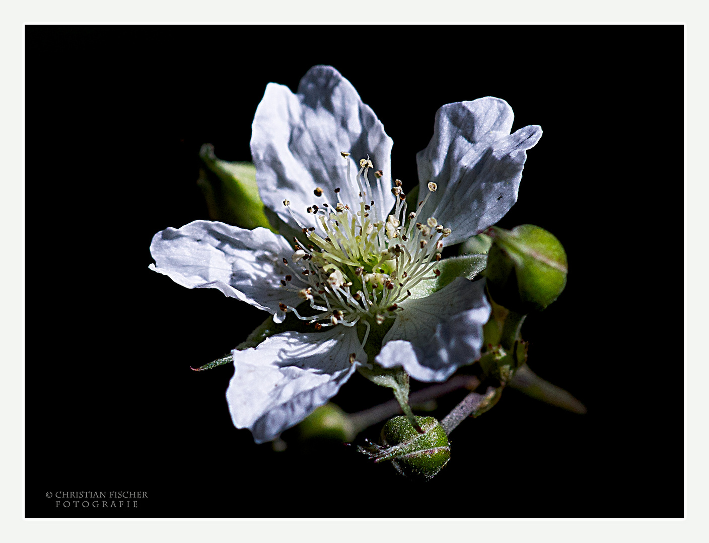 Blüte der wilden Brombeere