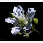 Blüte der wilden Brombeere