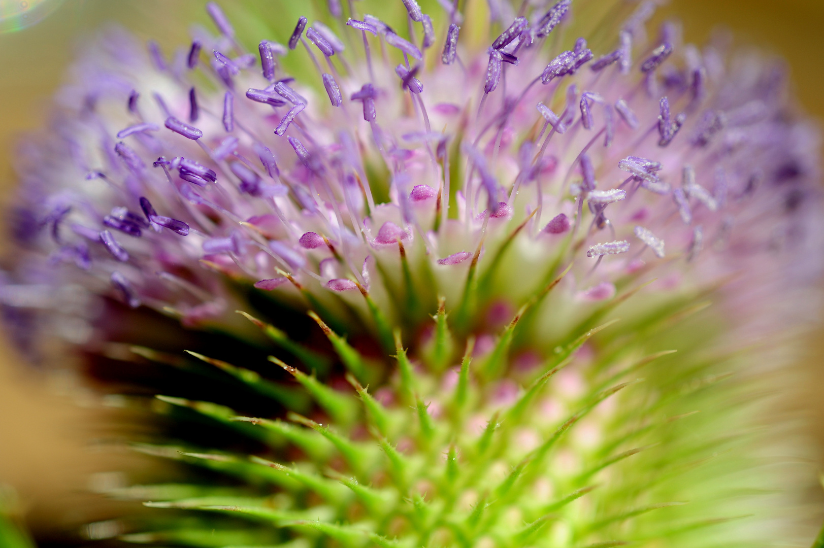 Blüte der Wilden Karde