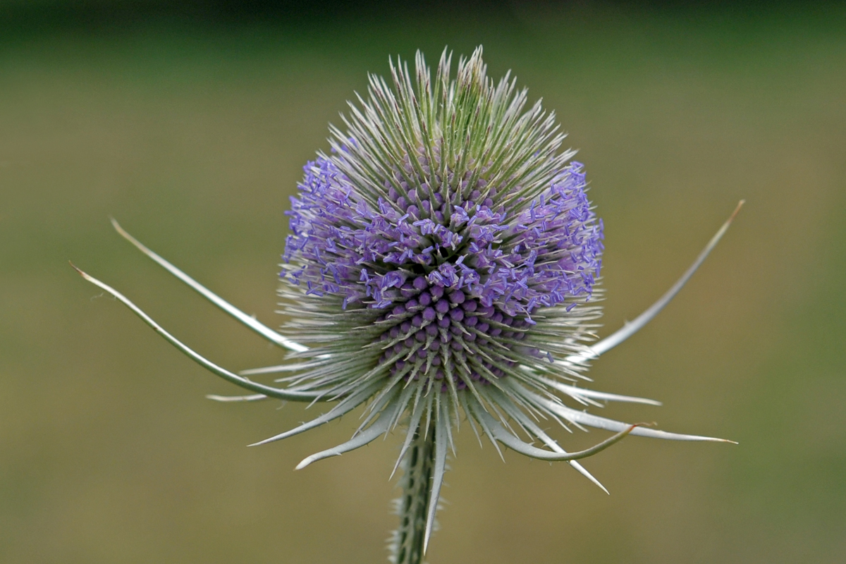 Blüte der "Wilden Karde"