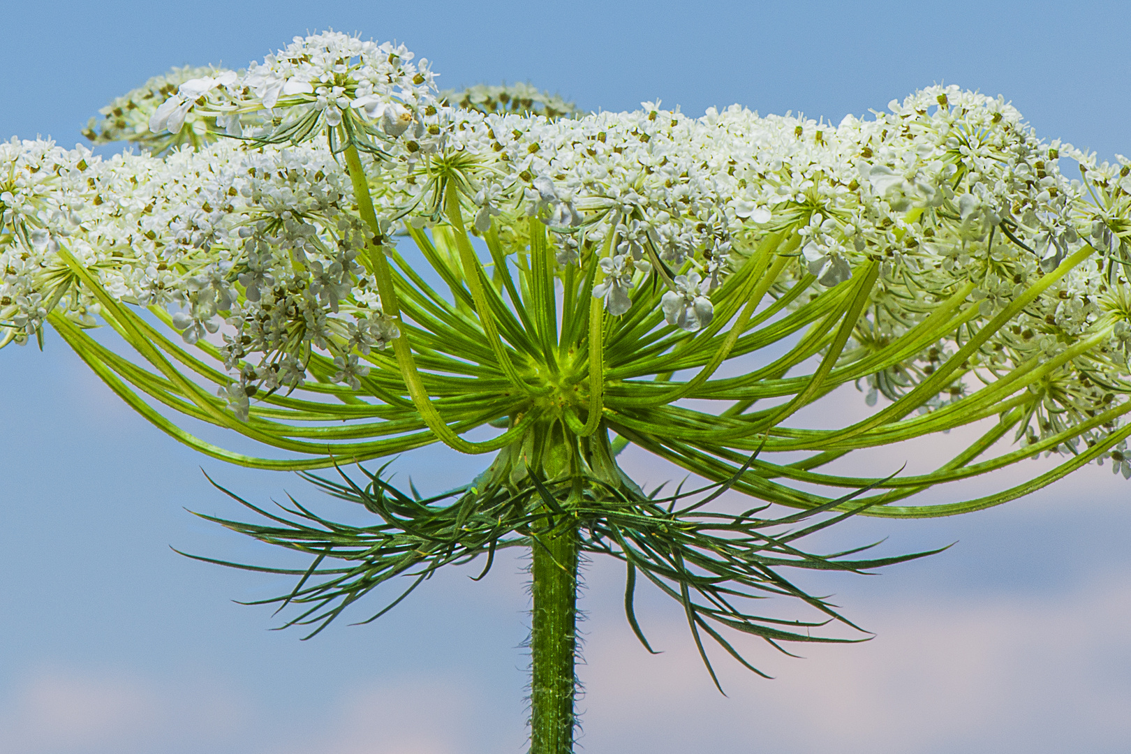 Blüte der Wilden Möhre 2